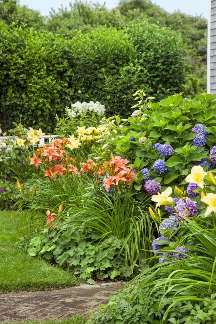 lilies in a mixborder