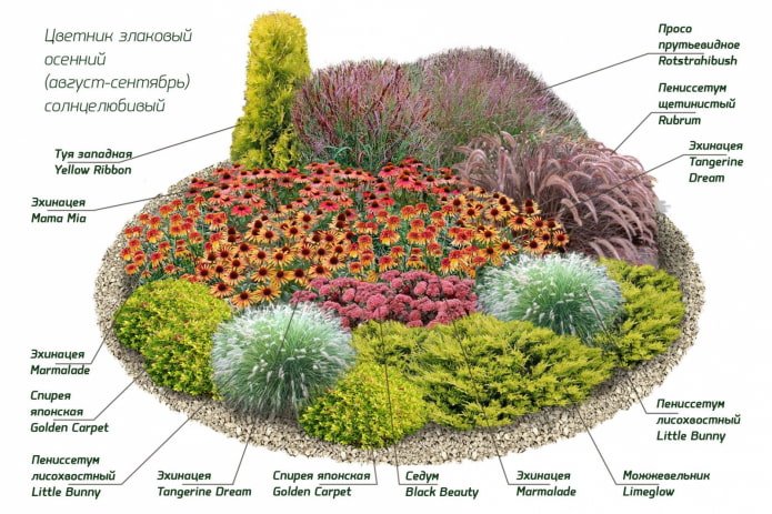 perennials for mixborder