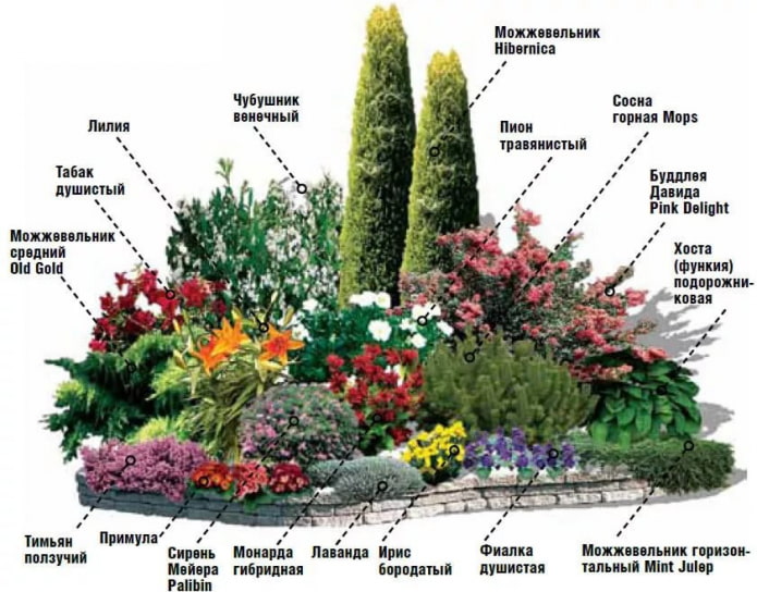 mixborder with lilac