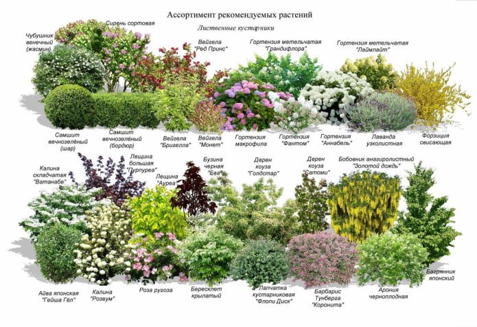 bushes for mixborder