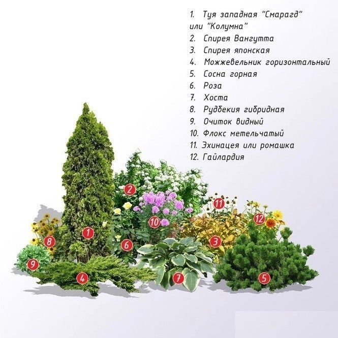 coniferous plant composition