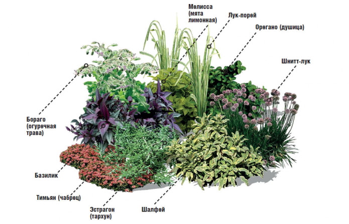 herbs in a mixborder