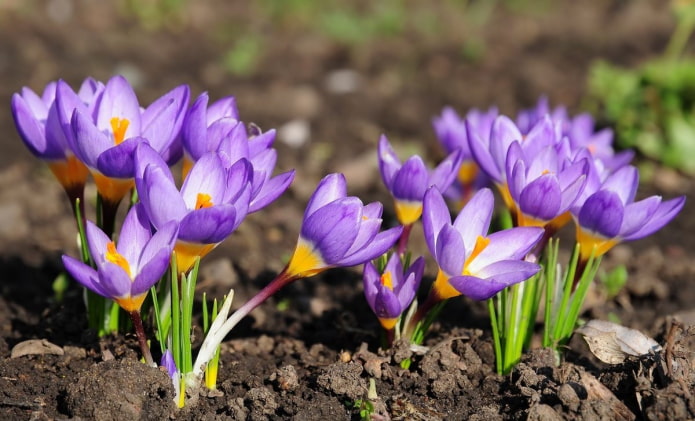 Crocuses for the dacha