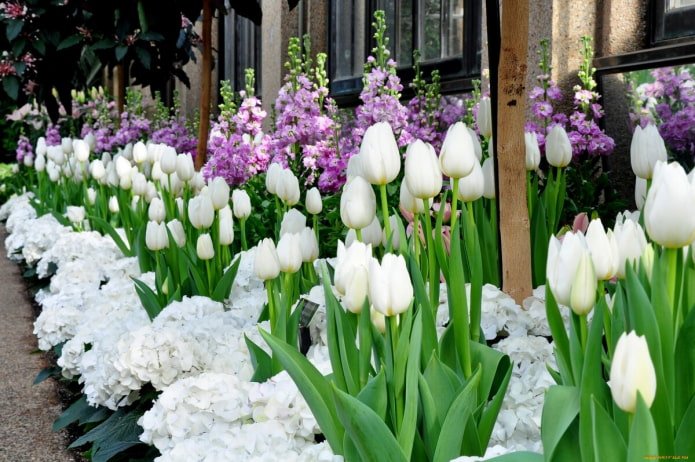 White tulips
