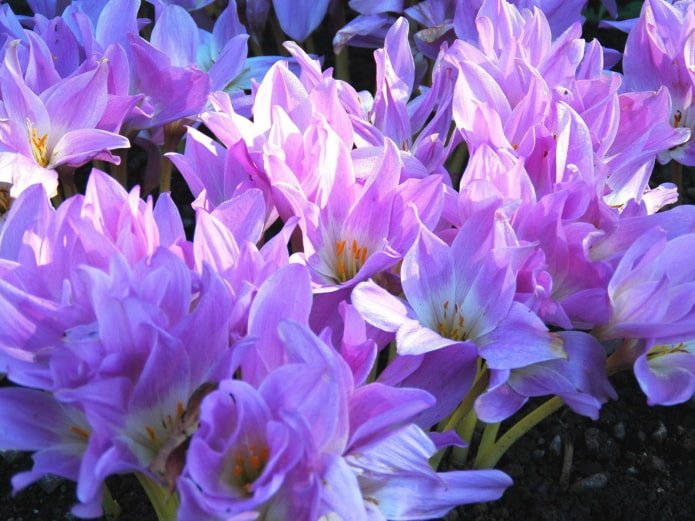 colchicum