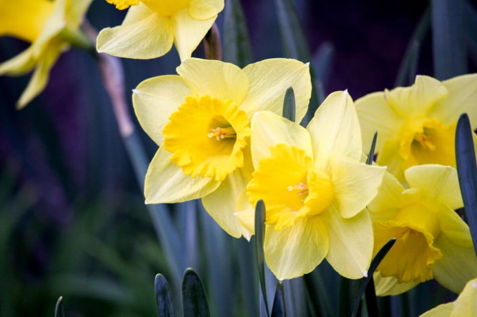 Daffodils