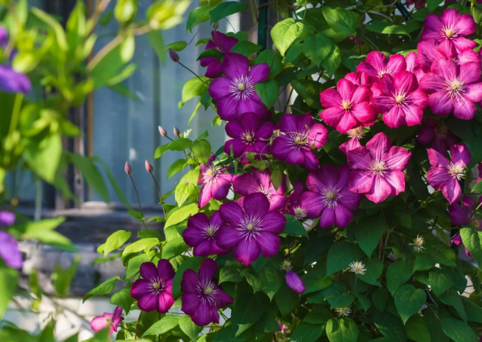 Perennial clematis