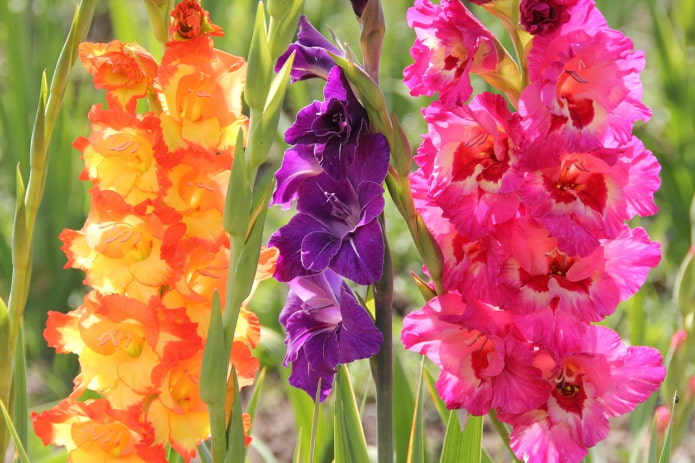  Gladiolus at the dacha
