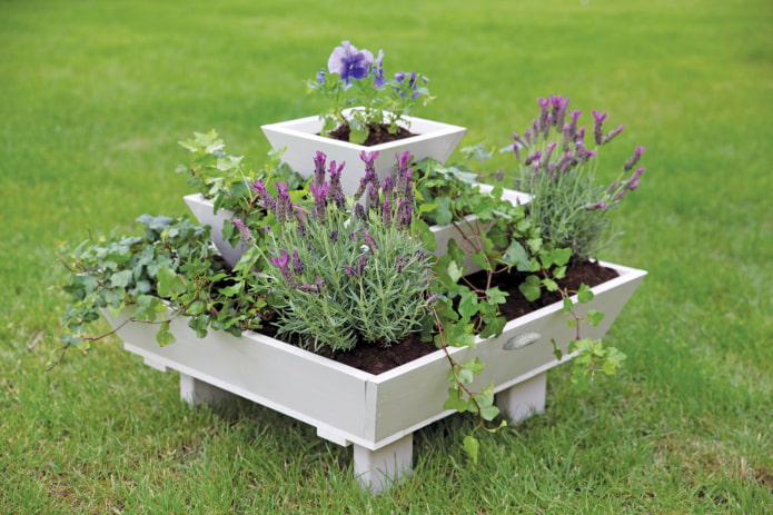 lavender in the garden