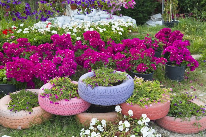 colored tires in the garden