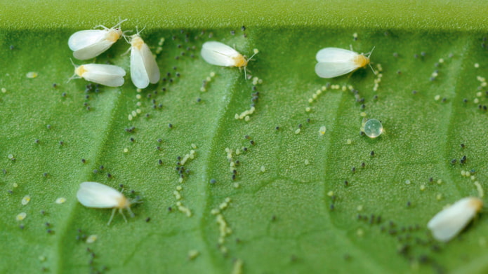 how to get rid of whiteflies