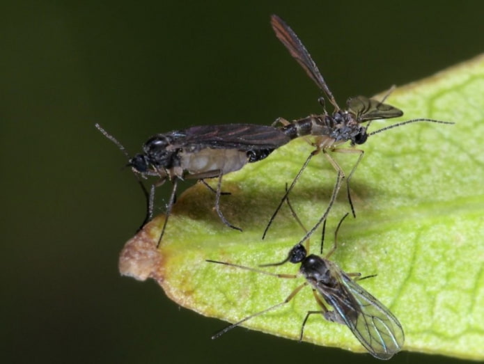 how to remove black midges on flowers