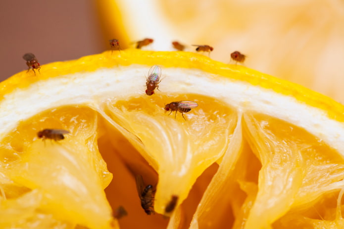 fruit flies in indoor flowers