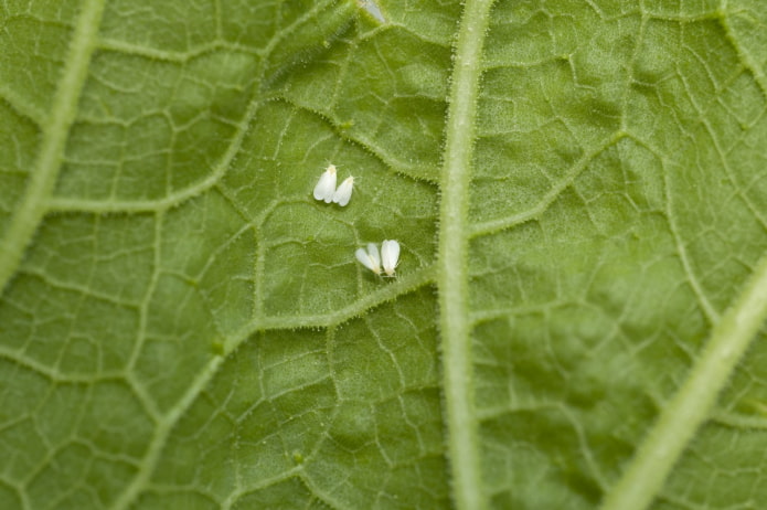 how to prevent midges from appearing in flowers