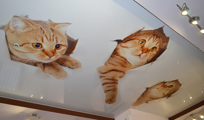 ceiling with kittens