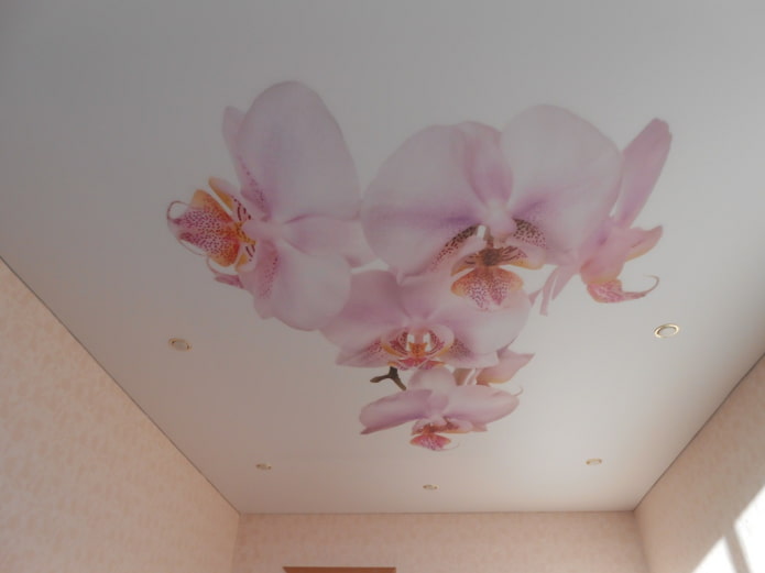 stretch ceiling with orchid image