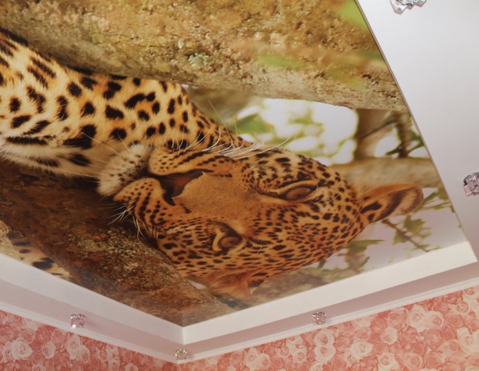 stretched ceiling with a leopard image