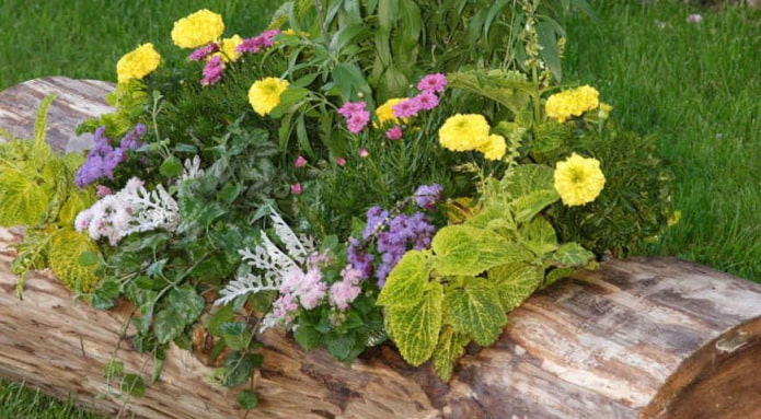 flowerbed in a log