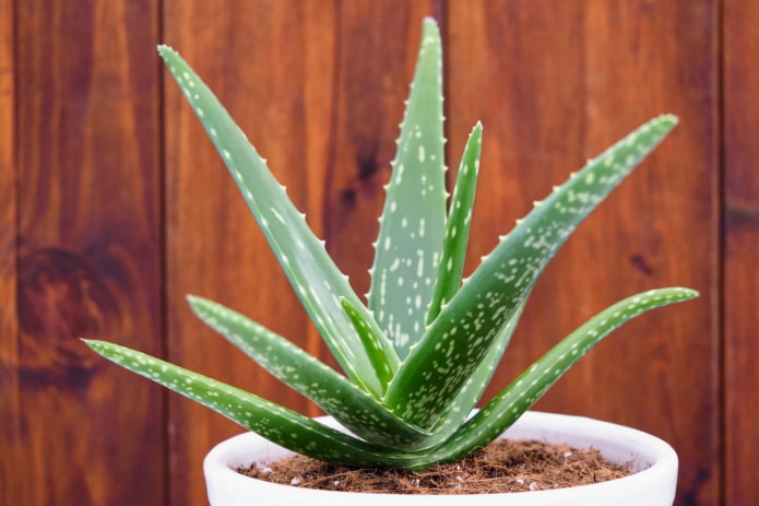 Aloe in a white pot