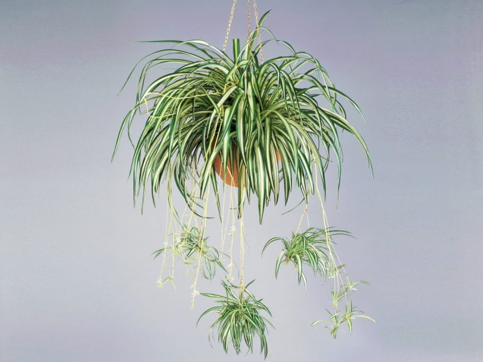 Chlorophytum in a hanging pot