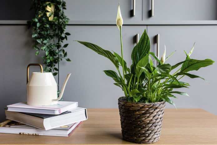 Spathiphyllum in a wicker flowerpot