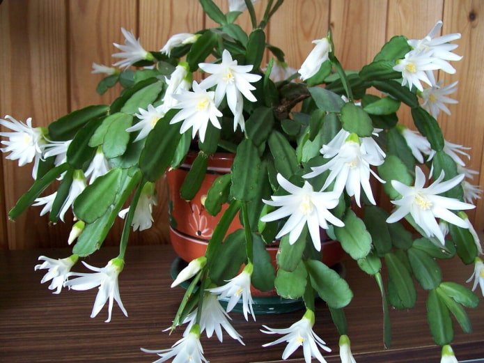 White Decembrist