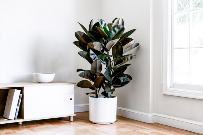 Rubber-leaved ficus in a white flowerpot