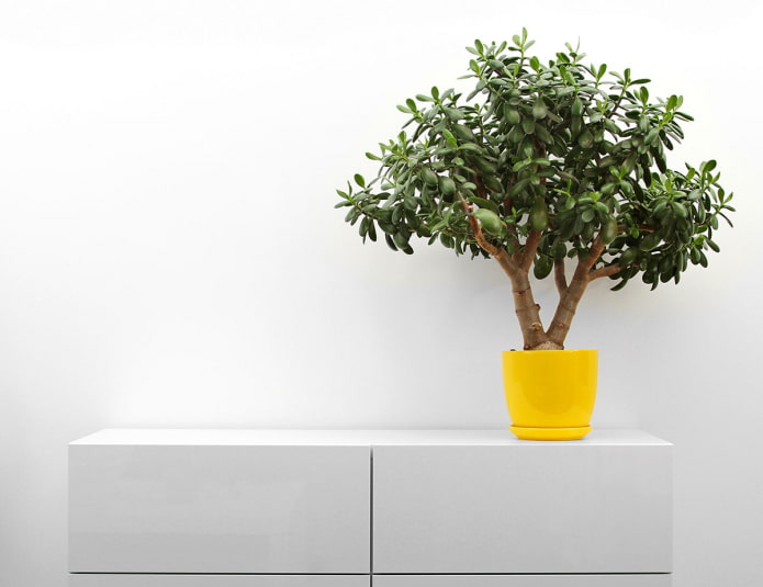 Money tree in a yellow pot