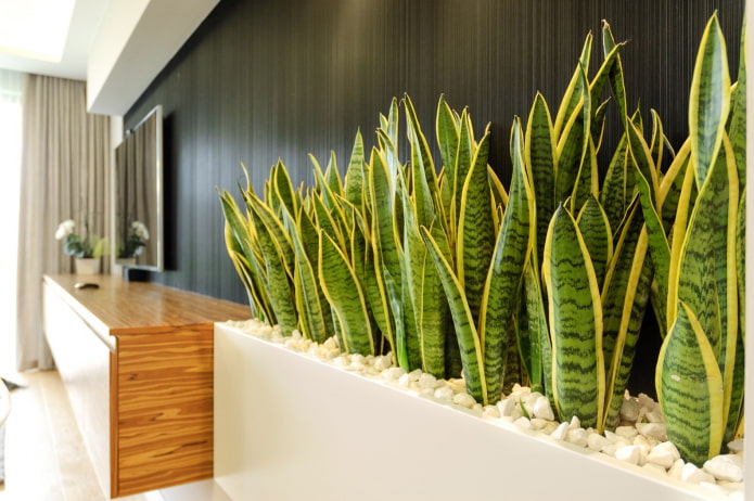 15 of the easiest to care for indoor plants