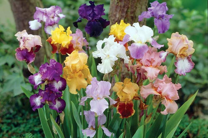 Irises