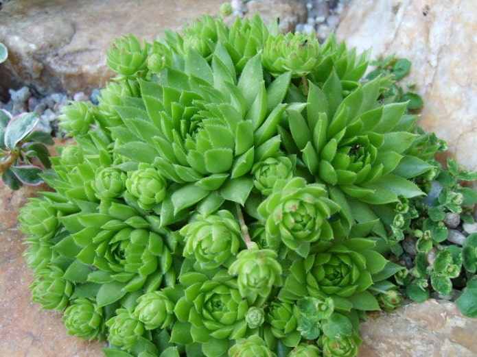 Stone rose
