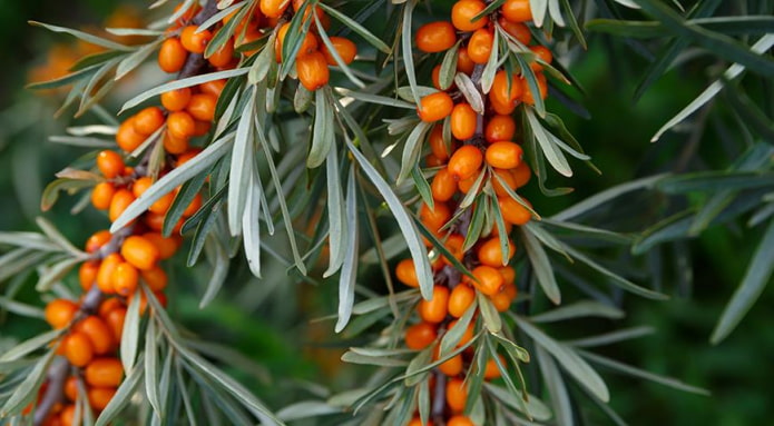 sea buckthorn