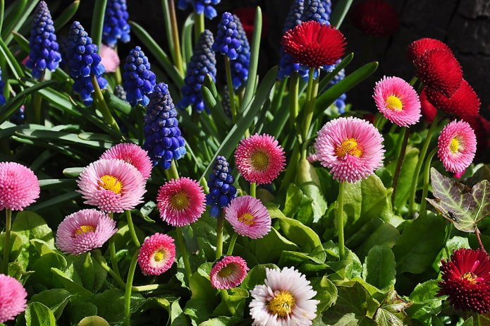 Daisies