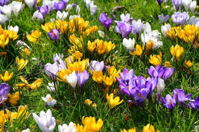 Crocuses