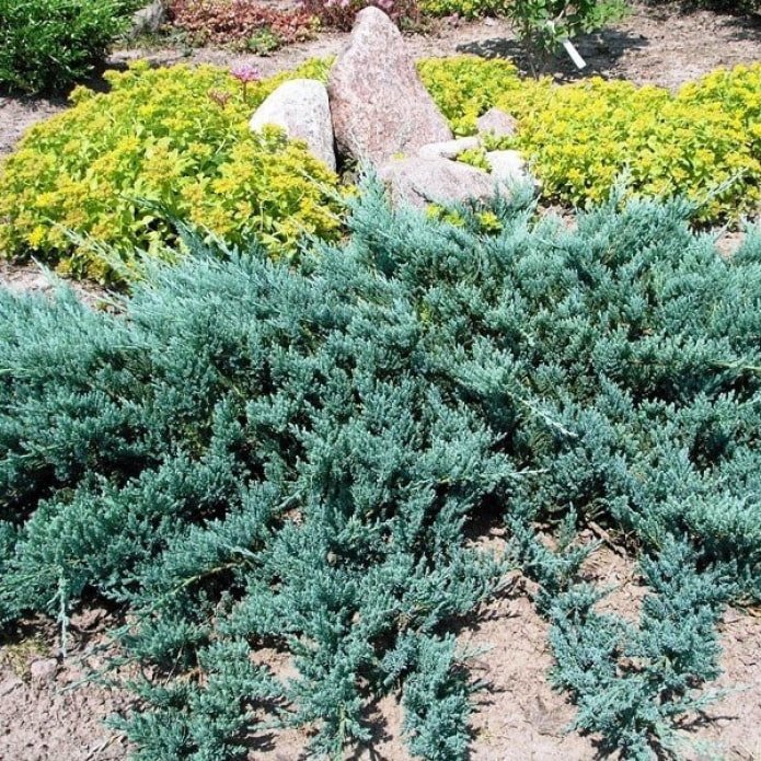 Juniper horizontal