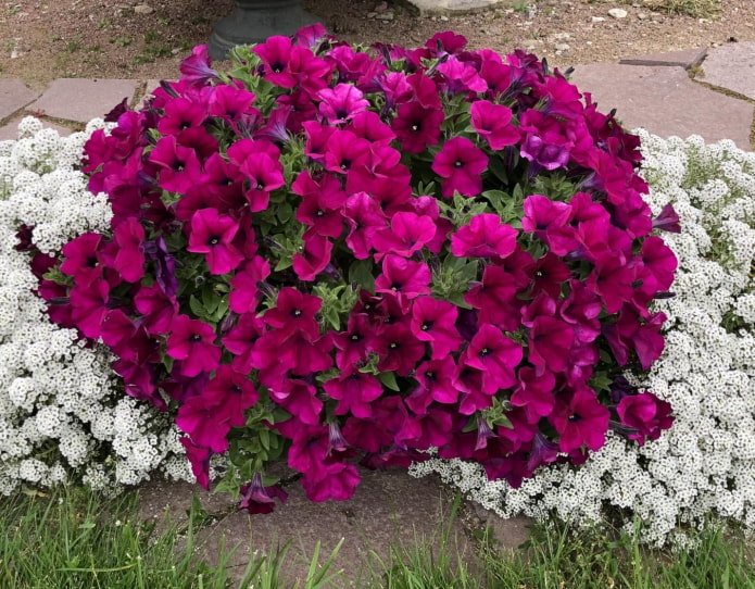 petunia Capella