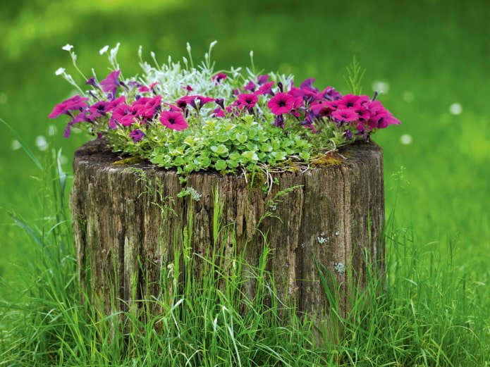 Flowerbed in a stump