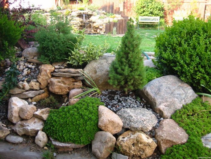 hill with conifers