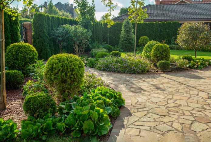 Hedge and front garden made of conifers