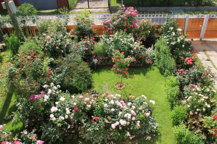 Rose garden view from above
