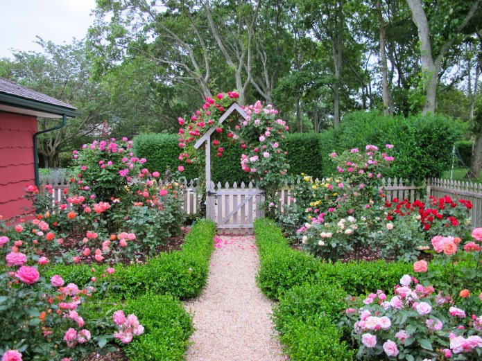 Rose garden