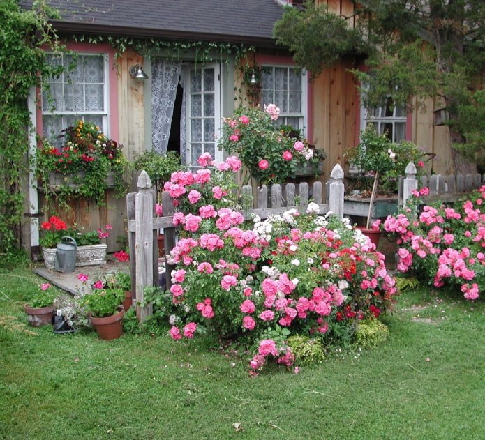 Roses in the front garden