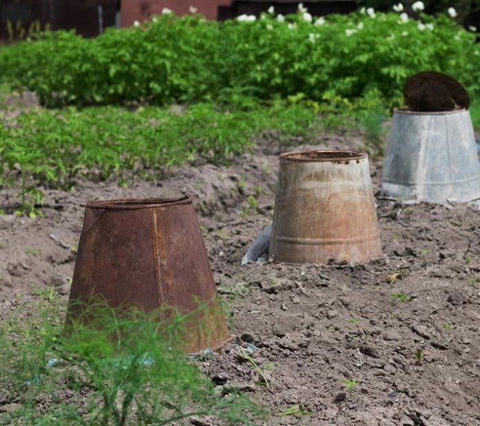 covering plants with old buckets