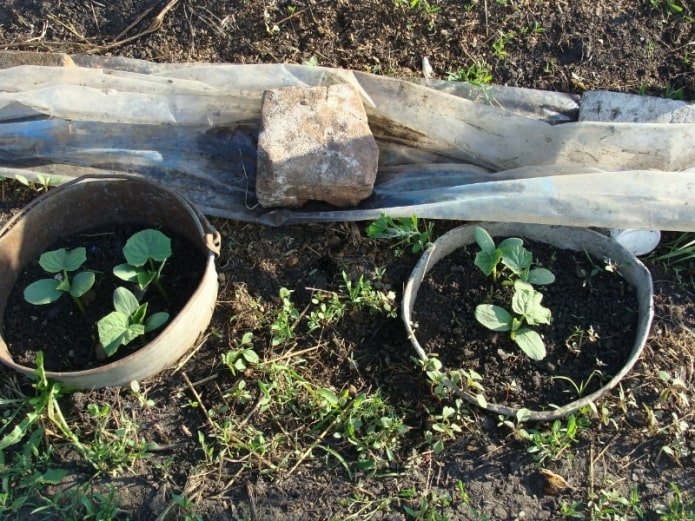 protecting seedlings from weeds with old buckets