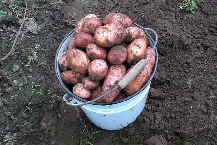 freshly picked potatoes in an old enamel bucket