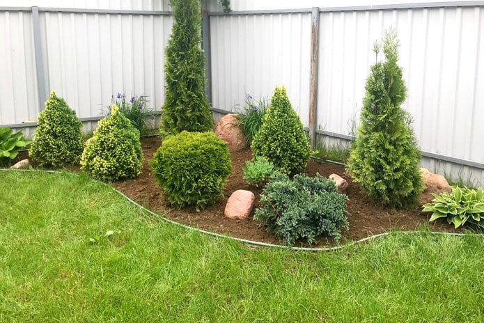 Coniferous