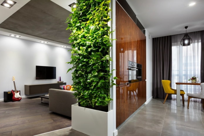 plants as a partition in the interior of the kitchen-living room