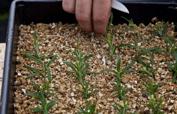 seedlings in vermiculite
