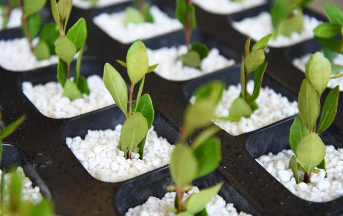 seedlings in perlite
