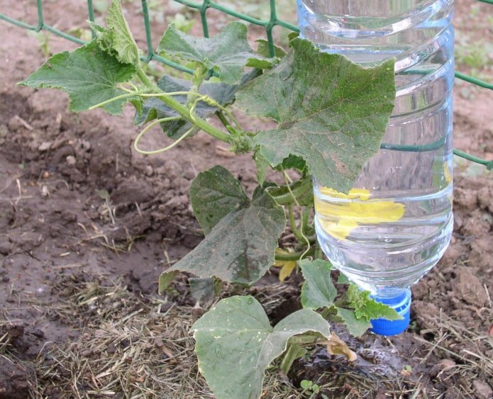 drip irrigation system